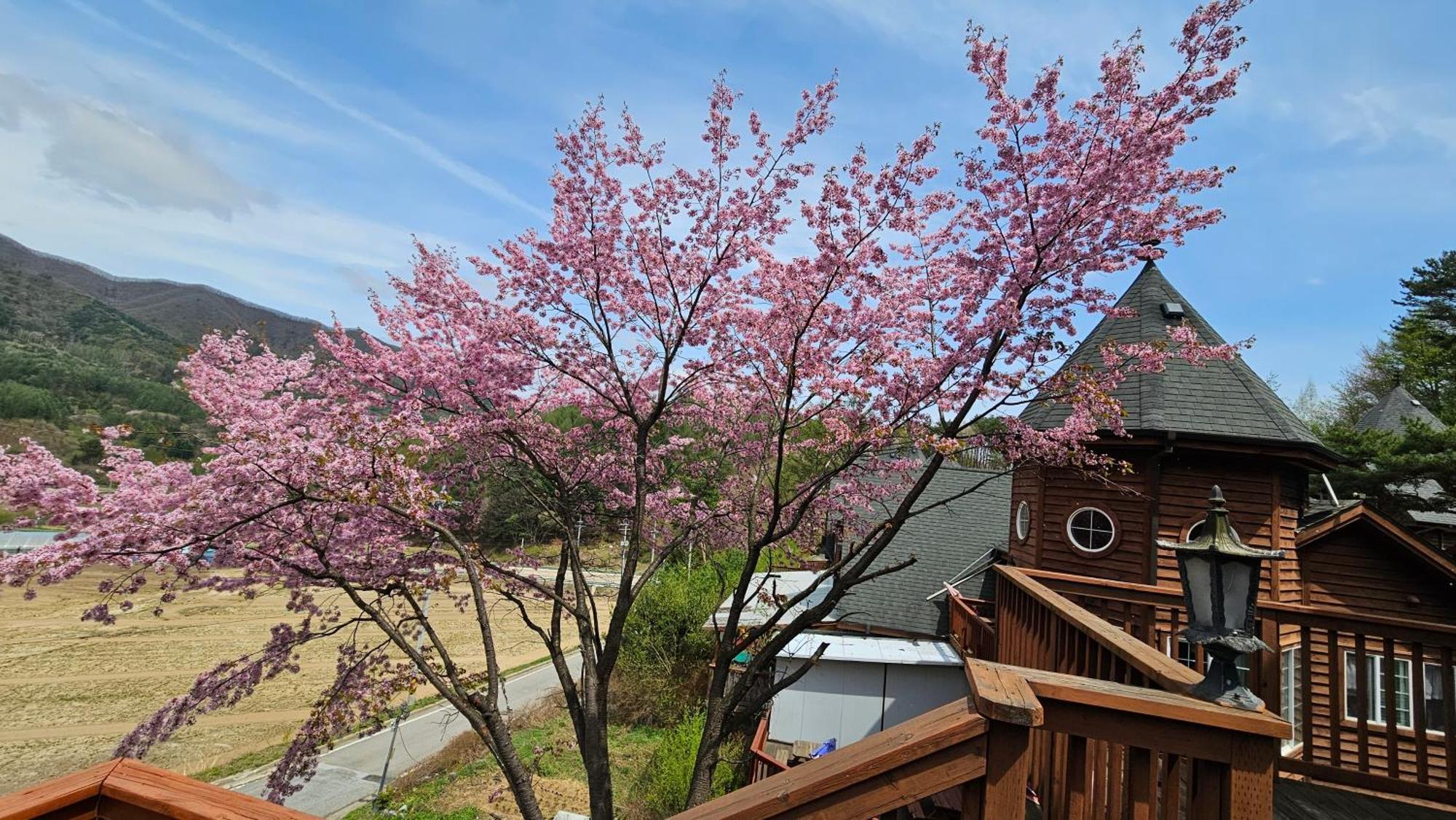 Elf Resort Hotel Pyeongchang Esterno foto